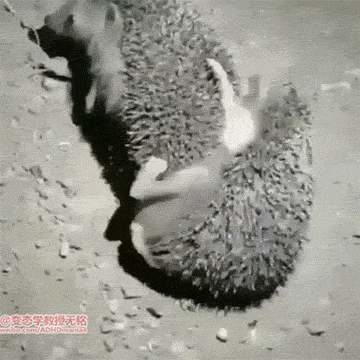 Ըճ̡ؿζɲʣĽ 