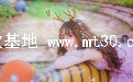 㱰΢糾