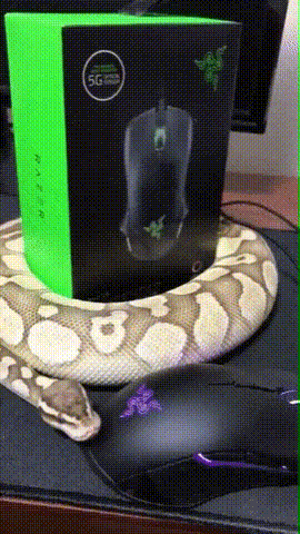 Ļ˼