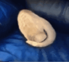 Animation.gif