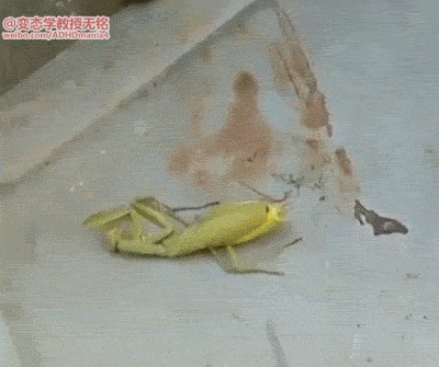 ̫ͷСؿζɲʣĽ 