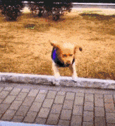 ˹