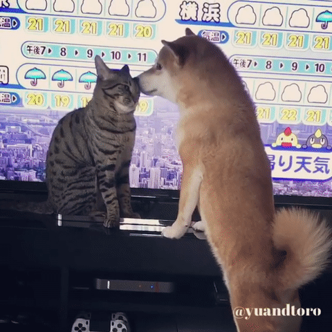 ͷƤ ????