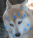 IE77]XR33`~GR90~NFL78LW.png