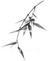 总裁大人的心尖宠妻