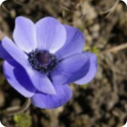 ��;˭֪��_��Զ��ůС˵���